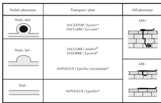 Fig. 7 Summary of the cross-species complementation tests. The results of cross-species complementation tests between a non- non-nodulating mycorrhizal plant, rice and legumes obtained in the present work and previous reports are categorized in regards to 