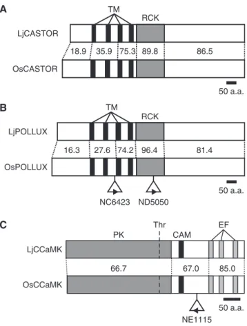 Fig. 1 Structural comparisons of CASTOR, POLLUX and CCAMK between O. sativa and L. japonicus