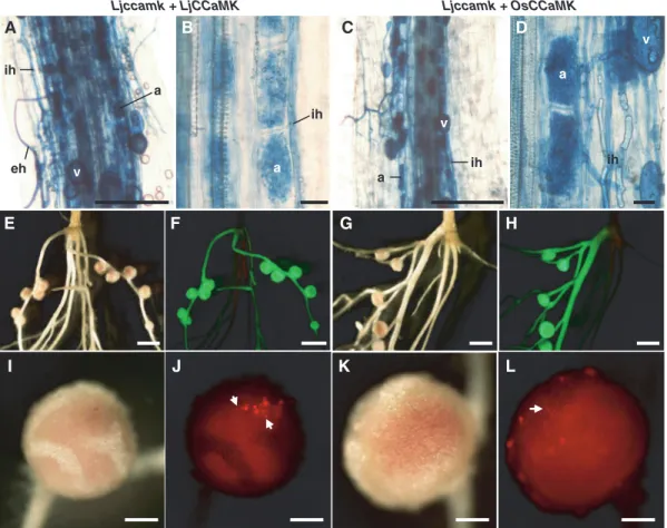 Fig. 3 Restoration of symbiotic defects in Ljccamk by OsCCaMK. OsCCaMK restores both mycorrhizal and rhizobial endosymbioses in Ljccamk mutants
