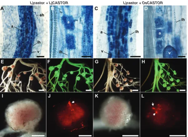 Table 3 Spontaneous nodulation in Ljccamk transformed with LjCCaMK-TD and OsCCaMK