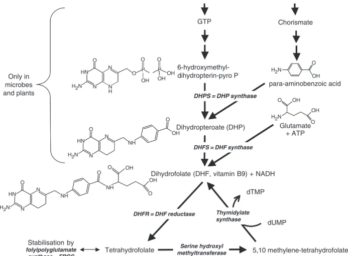 Fig. 1. Folate biosynthesis and utilization pathways. Tetrahydrofolate and derivatives are involved in synthesis of adenine, histidine, methionine, as well as DNA metabolism.