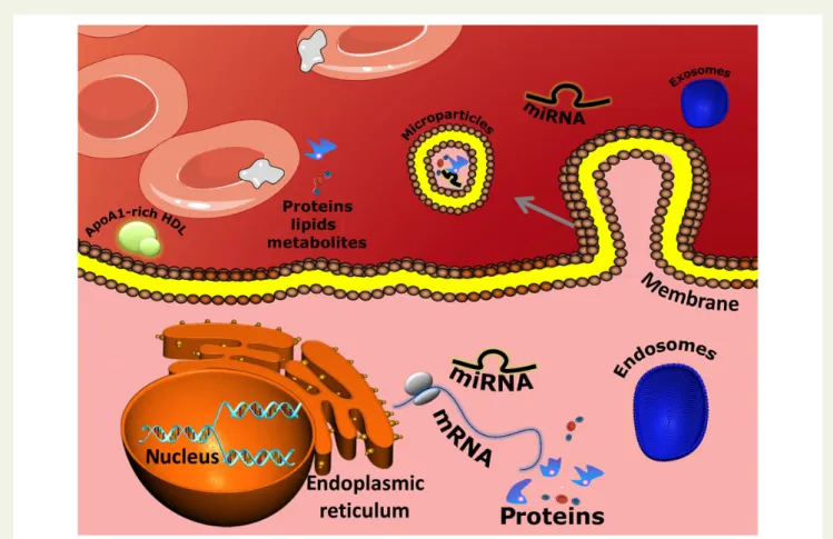 Figure 1 Circulating biomarkers for cardiovascular disease. The transcriptome, proteome, metabolome, and lipidome analysis of cells, blood, and serum is increasingly identifying circulating biomarkers for cardiovascular disease originating from the cellula