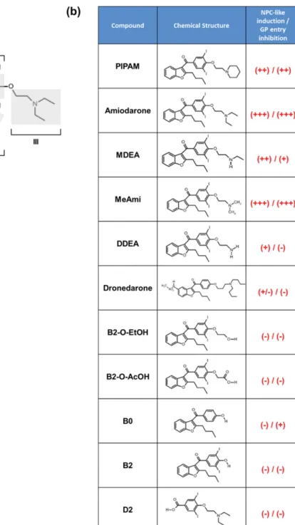 Figure 1. Amiodarone and analogues. (a) Amiodarone structural determinants: benzofuran moiety with butyl lateral group (I), diiodobenzoyl moiety (II) and diethylamino-β-ethoxy moiety with tertiary nitrogen atom (III)
