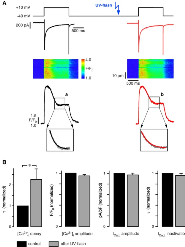 Fig. 2. During Ca 2+ transients elicited by I Ca,L only the Ca 2+ removal is slowed by photorelease of DBHQ, I Ca,L and CICR were unaffected