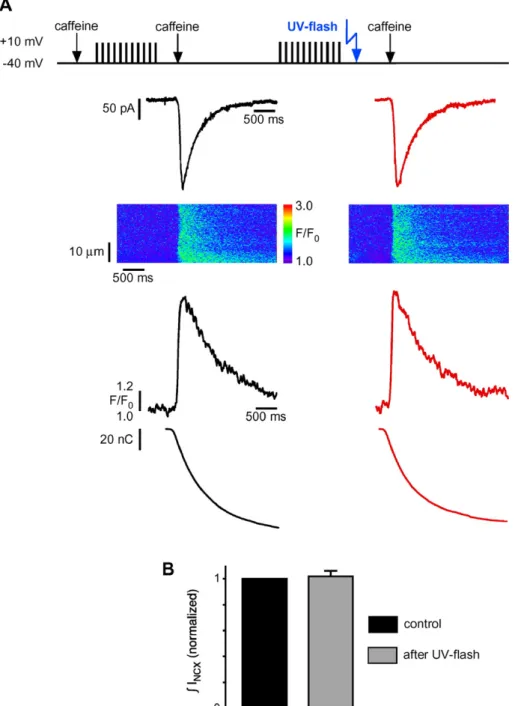 Fig. 3. The SR Ca 2+ content is not reduced within seconds after photorelease of DBHQ
