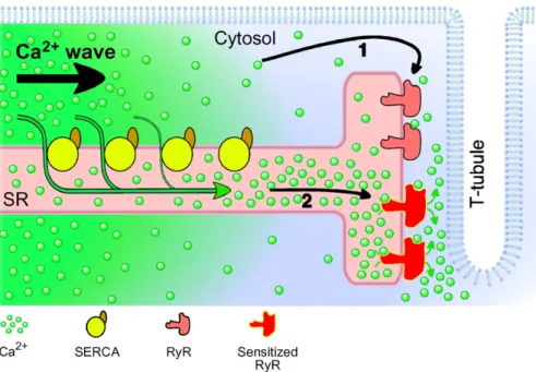 Fig. 4. Possible mechanisms for Ca 2+ wave propagation acting in tandem. 1: Ca 2+ waves driven by CICR; the elevated [Ca 2+ ] i in the wave-front induces Ca 2+