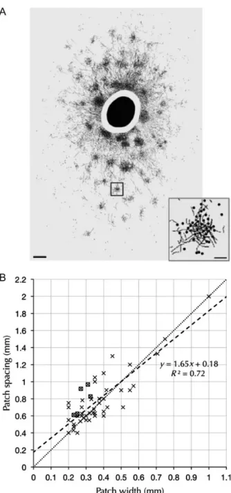 Figure 4 Cx3D Same parameters and patterns as used for Figure 3 Figure 6 B,C Cx3D D a = 8, D h = 9000, μ a = 0.08, μ h = 0.16, ρ a = 50, ρ h = 50,