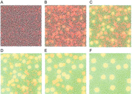 Figure 2. Sequence of images from a Cx3D simulation showing the development of a Gierer – Meinhardt pattern over time