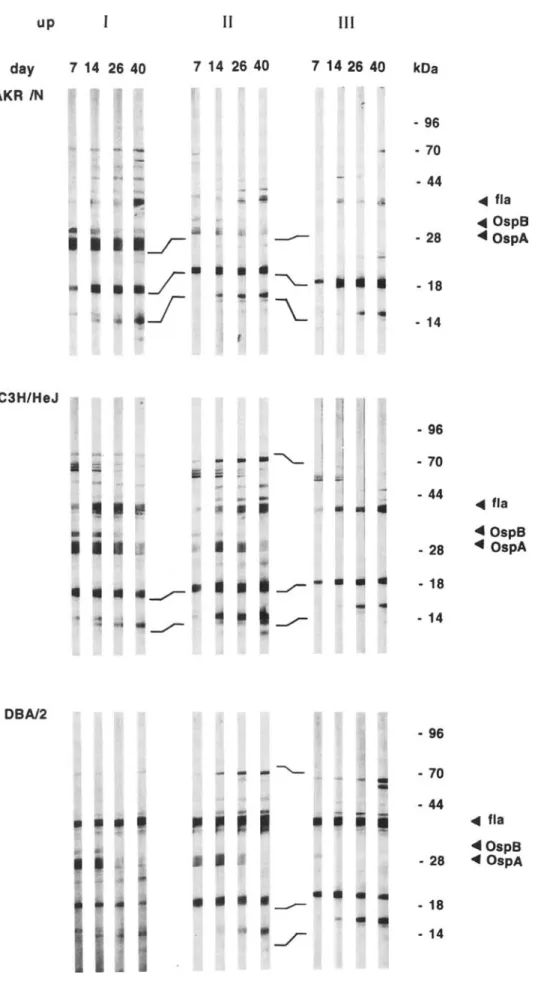 Fig ure 2. Western blot ana lysis o f sera taken from indi vidu a l mice of strains A KR/N, C3H/HeJ , and DBA/2 at indi cated days afte r  in-fect ion 