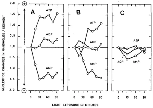Fig. 2. Time course of change in endogenous adenine nucleotides levels in root tips (3.5±0.7 mm) of three maize varieties under white light (onset at zero time)