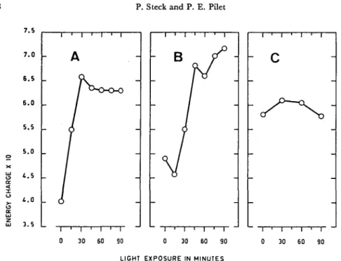 Fig. 3. Effect of white light {onset at zero time) on the energy charge in the root tip for different varieties of maize.