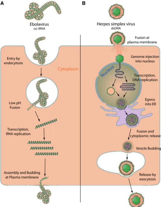 Figure 1. Diversity of viral replication: example of Ebolavirus versus Herpesvirus. (A) Ebolavirus is a negative single stranded RNA virus which replicates in the cytoplasm