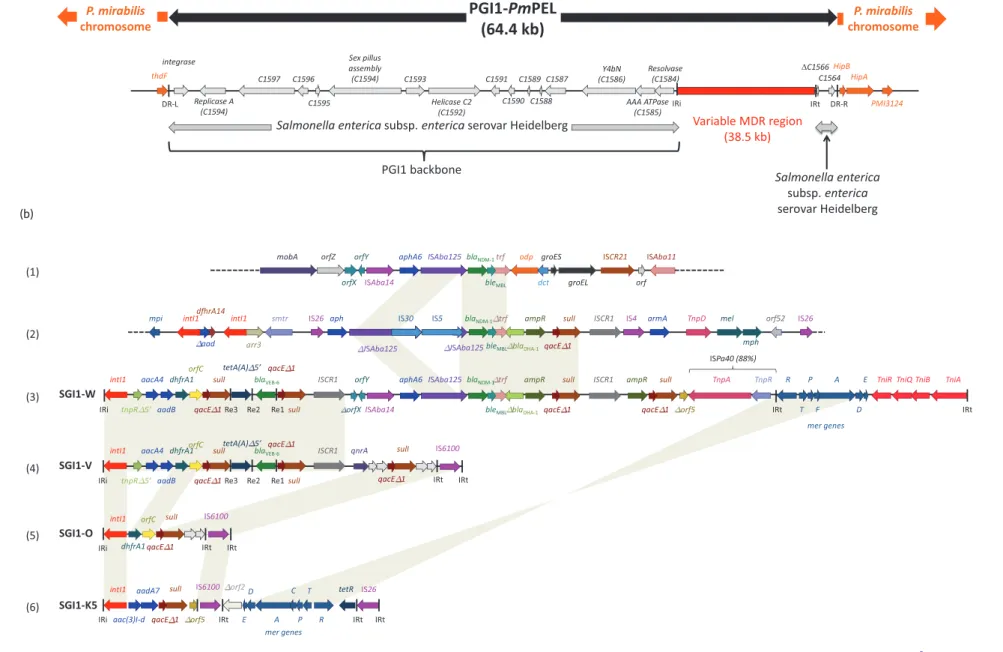 Figure 1. Schematic view of the variant SGI1-W as integrated in P. mirabilis strain PEL