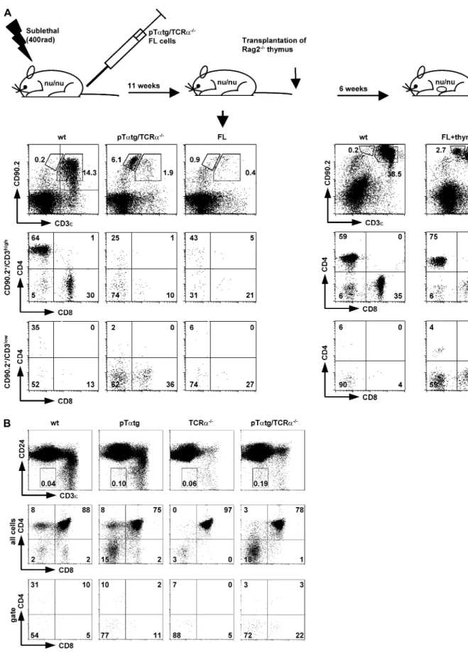 Fig. 3. (A) Development of bT cells is thymus dependent. Foetal liver (FL) cells from pTa tg/TCRa / embryos (day 15) were injected intravenously into sub-lethally irradiated nude mice