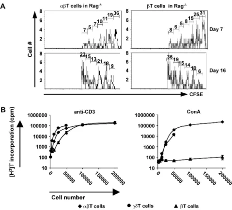 Fig. 4. (A) The homeostatic proliferation of adoptively transferred bT cells is similar to that of abT cells