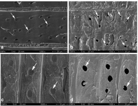 Figure 3 Scanning electron micrographs showing crossfield pits in sound and degraded heartwood of Picea abies (a,b) and Abies alba (c,d), respectively