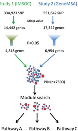 Figure 1. Strategy. A gene-wise P-value for association with MS in two inde- inde-pendent studies was computed by selecting the P-value of the most significant marker within each gene