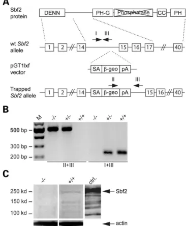 Figure 1. Gene trapped disruption of Mtmr13/Sbf2. (A) Ideogram of the Mtmr13/Sbf2 protein structure (first row) and the Mtmr13/Sbf2 gene (second row)