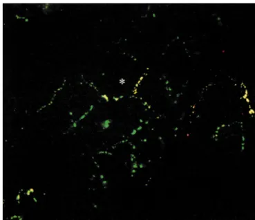 Fig. 3. Distribution of Cx43 and Cx40 in cultured neonatal rat ventricular myocytes. Fluorescent image of neonatal rat ventricular myocytes cultured at .75% confluency for 48 h double-labeled with mouse anti-Cx43 (green) and rabbit anti-Cx40 (red)