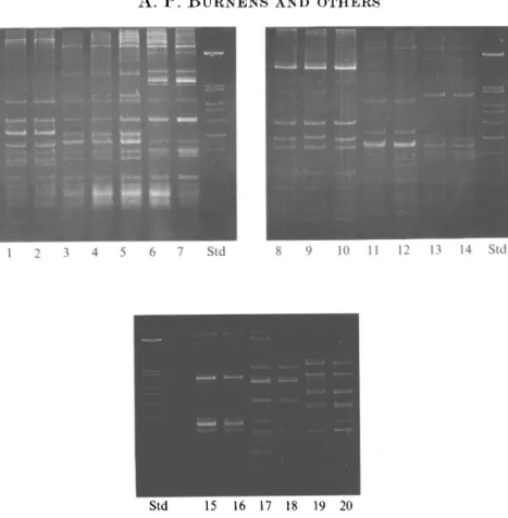 Fig. 1. Flagellar gene Alu I restriction fragment patterns of HL seroreference strains showing common profiles