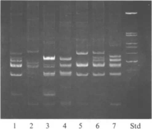 Fig. 2. Flagellar gene Alu I restriction fragment patterns of different C. jejuni isolates sharing the same HL2 serogroup