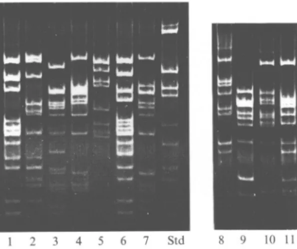 Fig. 3. Flagellar gene Alu I restriction fragment patterns of clinical isolates from Switzerland, showing unique patterns not represented among seroreference strains.