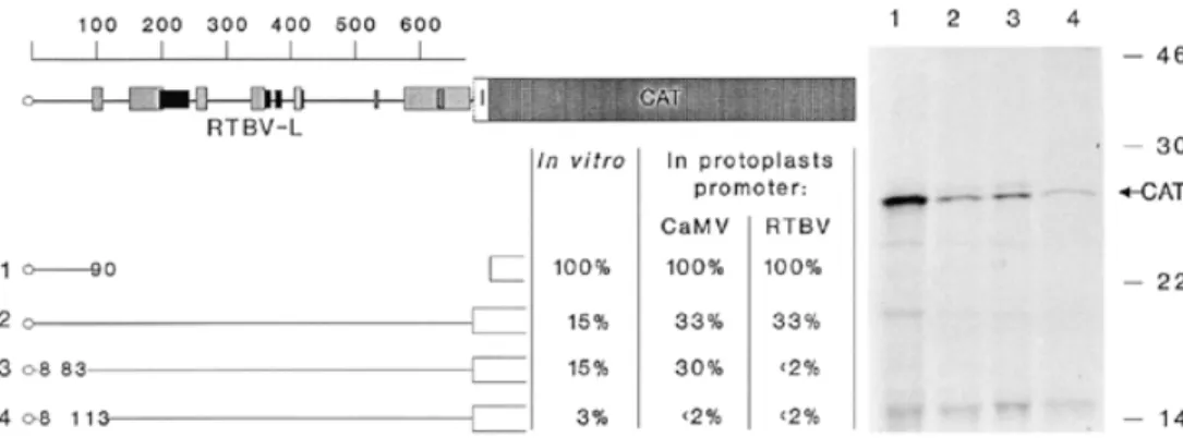 Figure 3. Translation of RTBV-leader-containing RNAs. Top, schematic representation of the RTBV leader with its sORFs indicated as boxes