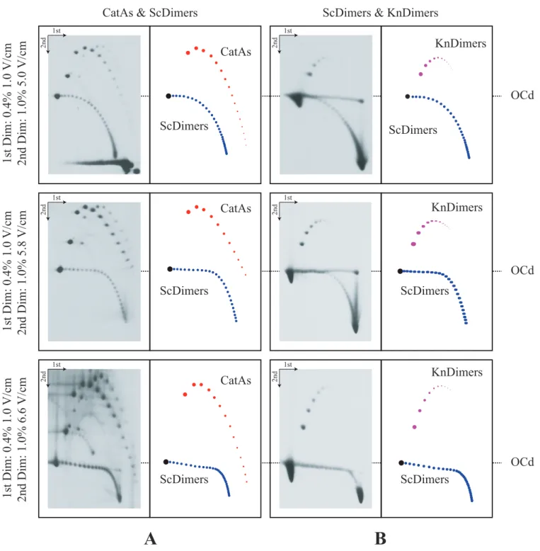 Figure 2. Immunograms of mixed DNA samples enriched for CatAs, ScDimers and KnDimers analyzed by 2D agarose gel electrophoresis where the second dimension was run in 1.0% agarose gels at different voltages