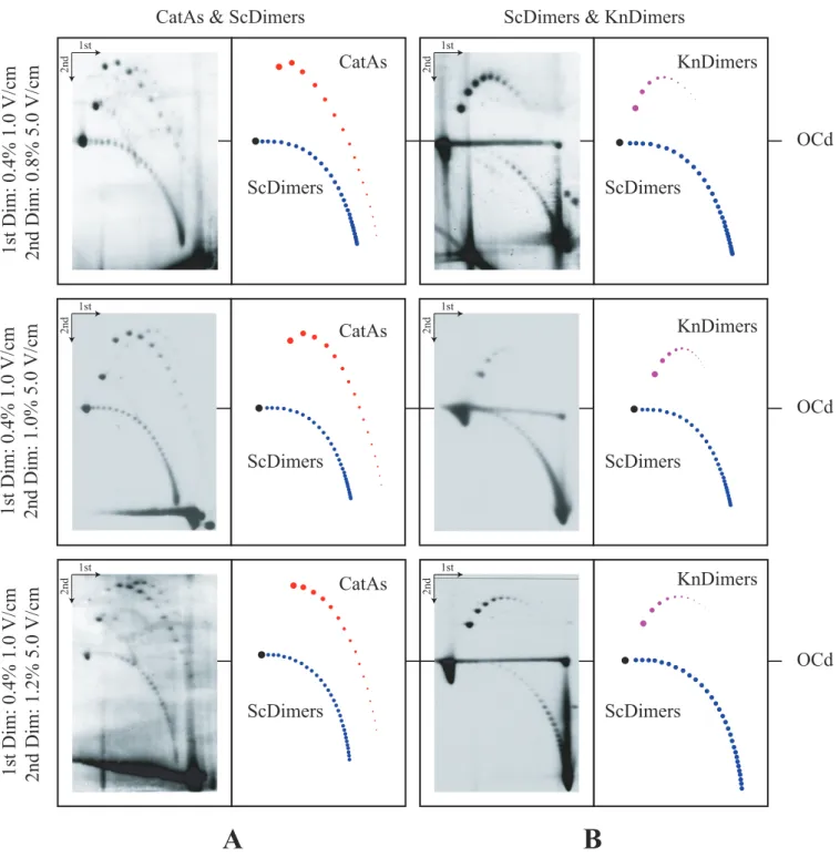 Figure 4. Immunograms of mixed DNA samples enriched for CatAs, ScDimers and KnDimers analyzed by 2D agarose gel electrophoresis where the second dimension was run at the same voltage (5.0 V / cm) in agarose gels of different concentrations