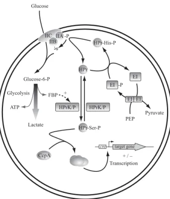 Figure 1. CcpA-dependent carbon catabolite repression in low-GC (,50 mol%) Gram-positive bacteria