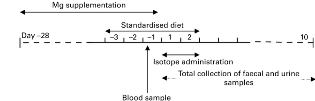 Fig. 1. Schema of the study. Before the bioavailability test, subjects were supplemented with Mg for 4 weeks with an Mg-rich mineral water (He´par w ; Nestle´