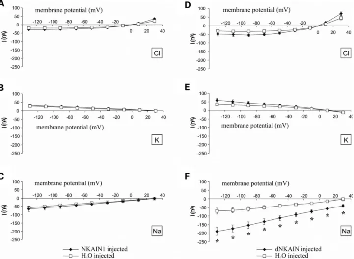 Figure 7. dNKAIN but not mouse NKAIN1 expression induces Na þ -specific conductance in Xenopus oocytes