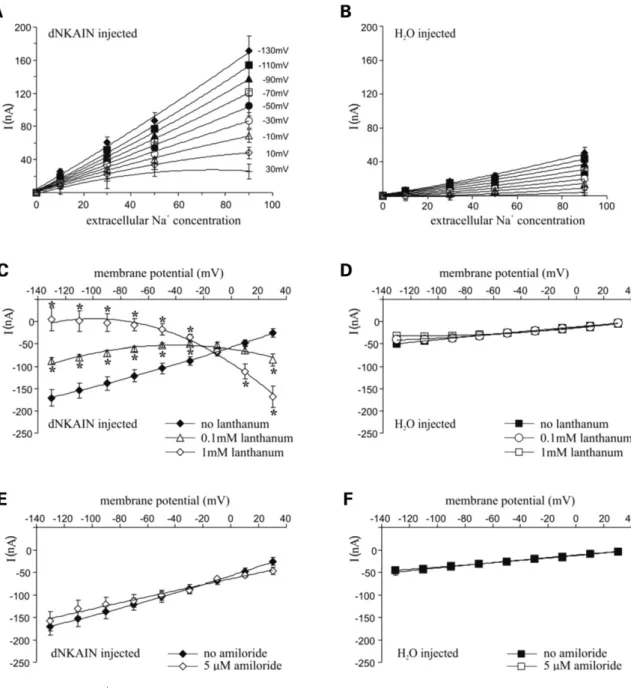 Figure 8. Effect of extracellular Na þ and lanthanum on dNKAIN-mediated current. One day after injection of dNKAIN (5 ng) cRNA or H 2 O, current was recorded at indicated membrane potentials using two-electrode voltage clamp techniques by raising the conce