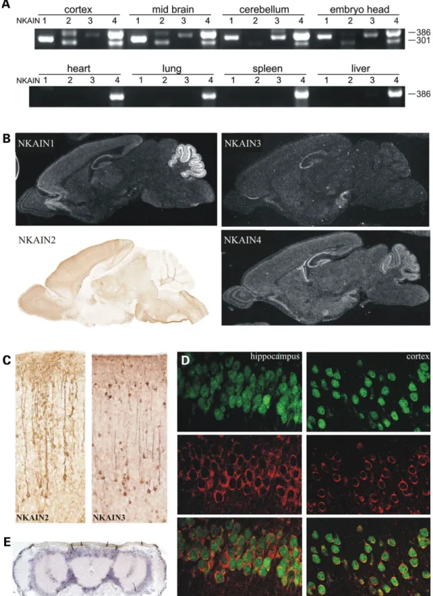 Figure 3. NKAINs are expressed in brain, specifically in neurons. (A) RT – PCR using primers located in the fourth exon and 3 0 -UTR was performed on RNA from different tissues