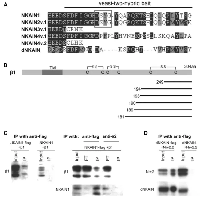 Figure 4. NKAIN1 interacts with the Na,K-ATPase b1 subunit. (A) Multiple alignment of the C-terminal regions of mouse NKAINs