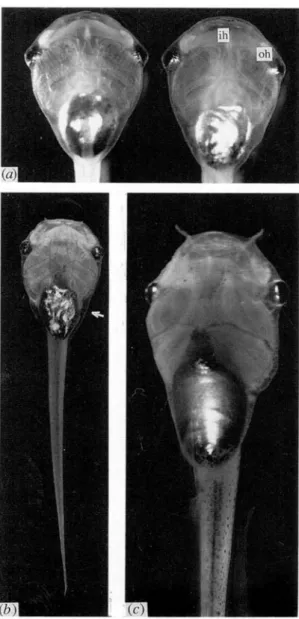 Fig. 2. Longitudinal sections of the orbito-hyoideus muscles of two mutants. At 11 days (a), the bundle structure is still very similar to that of a normal muscle, while at 23 days (b), blood infiltration (arrow) and progressive degeneration of the fibres 