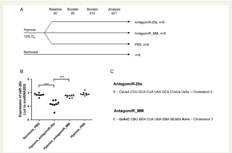 Figure 2F), indicating that the right ventricular afterload was reduced in antagomiR-20a-treated mice when compared with mock-treated hypoxic animals