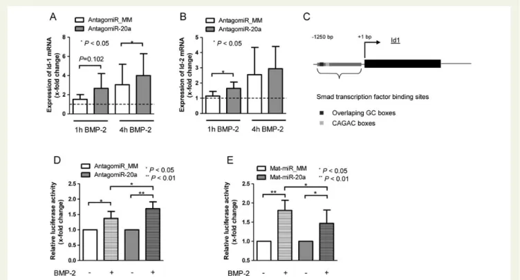 Figure 4 AntagomiR-20a enhances BMP-2 mediated signalling in vitro. Expression of Id-1 (A) and Id-2 (B) is significantly increased after stimu- stimu-lation with BMP-2 when transfected with antagomiR-20a (assessed at 1 and 4 h)