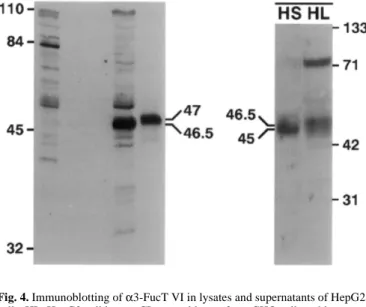 Fig. 3. Localization of α3-FucT VI in HepG2 cells by confocal  immunofluorescence microscopy
