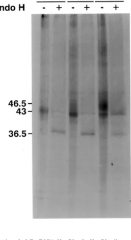 Fig. 6. Monensin selectively disturbs β4-GalT I/α3-FucT VI structural  elements of the Golgi apparatus