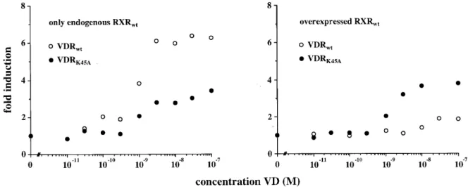 Figure 4. Ligand sensitivity of VDR–RXR heterodimers. MCF-7 cells were transfected with the ANF DR3-type VDRE-tk CAT reporter construct and expression vectors for VDR wt  or VDR K45A  (1 µg) either with or without RXR wt -expression plasmid (3 µg)