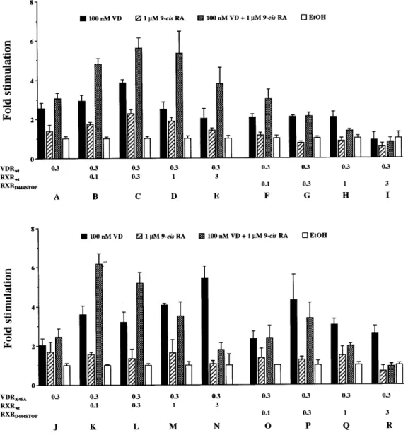 Figure 5. Allosteric interaction of VDR and RXR. Cos-7 cells were transfected with the ANF VDRE-tk CAT reporter construct and indicated amounts of VDR wt -, VDR K45A -, RXR wt - and RXR D444STOP -expression plasmids