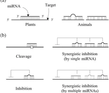Fig. 1. miRNAs and targets (Lai, 2004). (a) Plant miRNAs exhibit extensive complementarity to their targets, but animal miRNAs generally do not