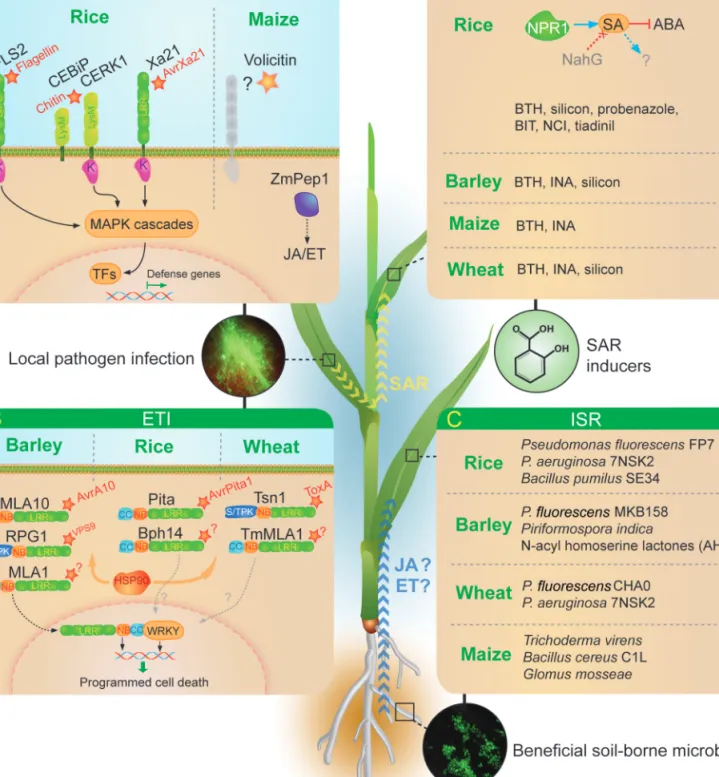 Fig. 1.  Snapshot of IR mechanisms in monocots. (A) Molecular mechanisms of pattern-triggered immunity (PTI)
