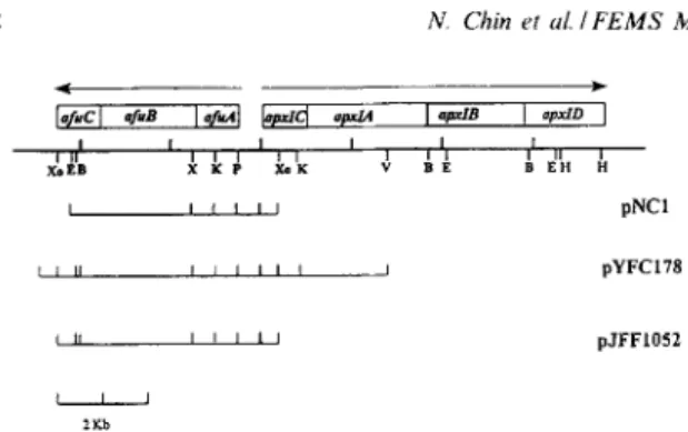 Fig.  1.  Partial  restriction  enzyme  map  of  afir  and  apxl  operons 