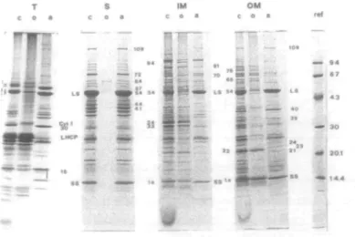 Fig. 1 Electrophoretic separation of thylakoid, stroma, inner and outer envelope membrane polypeptides