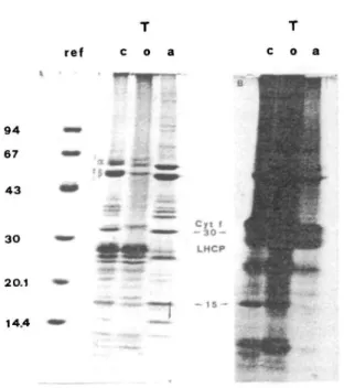Fig. 3 Electrophoretic separation of labelled thylakoid poly- poly-peptides after TX-114 treatment (A) and its autoradiography (B)