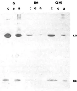 Fig. 4 Western blot of stroma, inner and outer envelope mem- mem-brane polypeptides after treatment with TX-114 and separation on a 12% acrylamide gel slab