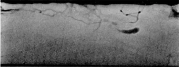 Fig. 1. Radiograph taken 2 h after the wireworm was placed in the middle of the chamber