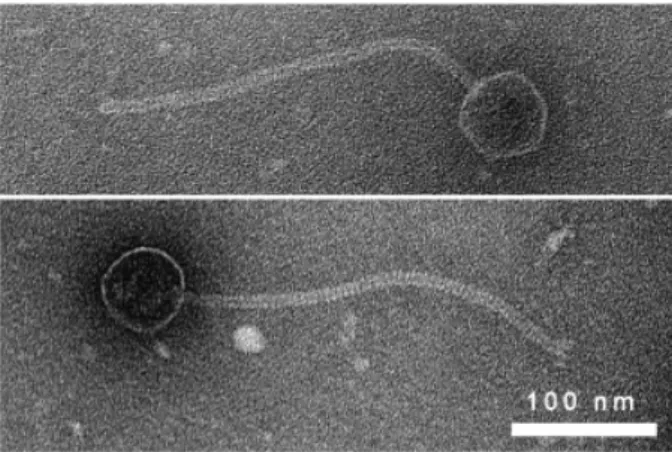 Fig. 1. Electron microscopy images of phage M102.